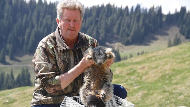 Wildtierexperte Dietmar Streitmaier fing den Streuner und ließ ihn auf einer Alm frei. (Bild: Hannes Wallner)