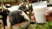 In der Milch einer Kuh in den Niederlanden wurden erstmals Antikörper gegen das ...
