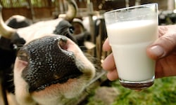 In der heimischen Milch-Branche bahnt sich eine weitere Fusion an. 