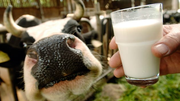 In der Milch einer Kuh in den Niederlanden wurden erstmals Antikörper gegen das ...