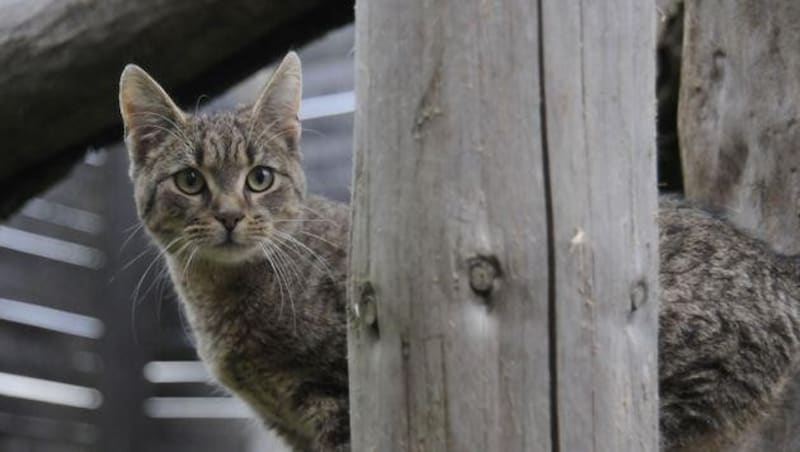 Avusturya'da hala kedilere çip takma ve kayıt altına alma zorunluluğu bulunmuyor. (Bild: Pfotenhilfe (Symbolbild))