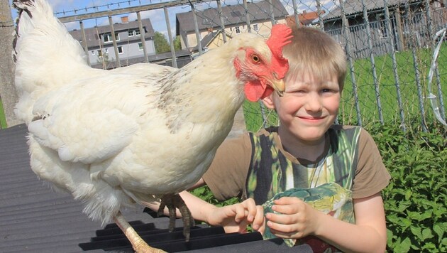 Der siebenjährige Maximilian aus Stadl-Paura mit einer seiner Lieblinshühner namens "Wolke". (Bild: Marion Hörmandinger)