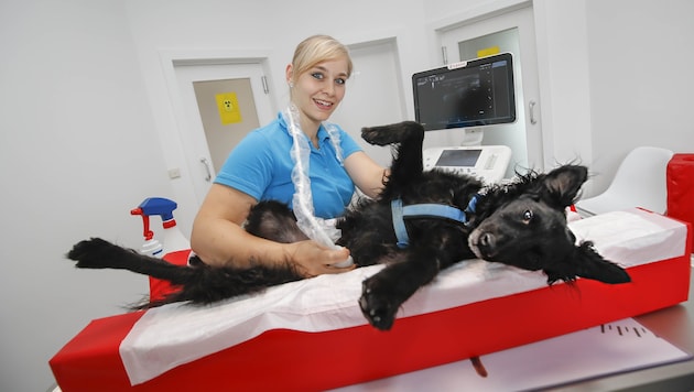 Zahnbehandlungen, Röntgen oder ein Ultraschall wie hier bei Kerstin Pabst mit "Bator". (Bild: Markus Tschepp)