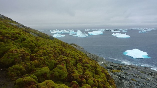 Moosbewuchs auf Green Island in der Antarktis (Bild: Matt Amesbury)