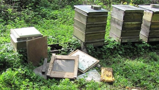 Der Braunbär zerstörte einen Bienenstock mit sieben Völkern. (Bild: Polizei)