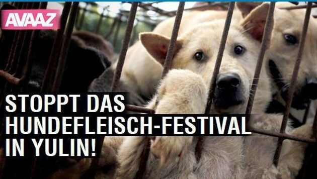 Screenshot einer Online-Petition gegen das Hundefleisch-Festival. (Bild: Screenshot https://secure.avaaz.org)