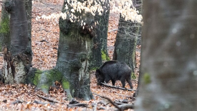 Eine Wildsau im Lainzer Tiergarten (Bild: APA/GEORG HOCHMUTH)