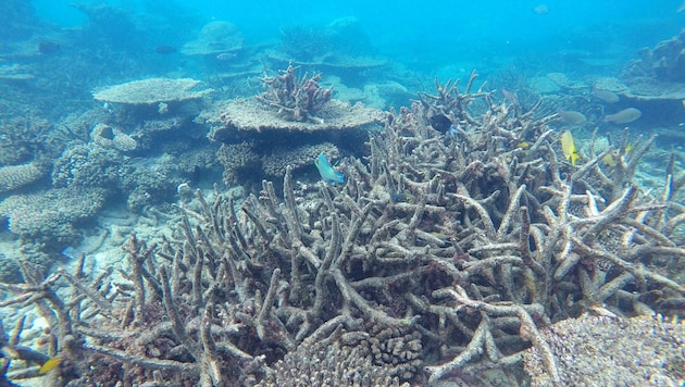 Wissenschaftler warnen vor einer verheerenden Korallenbleiche am Great Barrier Reef.  (Bild: ARC Center of Excellence/Greg Torda)