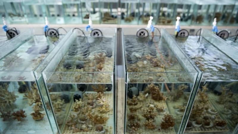 Die Korallen bei Tests im Labor (Bild: EPFL/Itamar Grinberg)