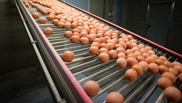 Belgische Eier in einer Hühnerfarm: Millionen wurden aus dem Verkehr gezogen! (Bild: AFP)