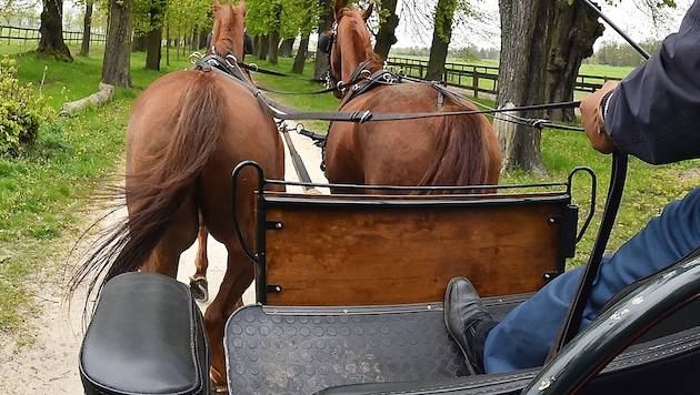 Die Pferde gingen durch, der 77-Jährige wurde überrollt (Bild: APA/dpa-Zentralbild/Bernd Settnik)