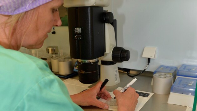 Im Labor ist höchste Konzentration gefragt. Privatdozentin Susanne Tollinger beschriftet die Gefäße. (Bild: zeitungsfoto.at)