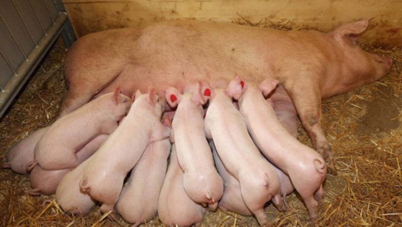 In dem Biostall "made in Oberösterreich" fühlen sie die Ferkel sauwohl. (Bild: Gerhard Wenzel)