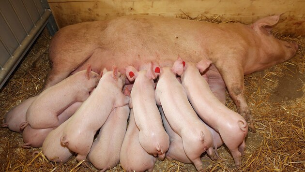 Von der Schweinezucht können die Bauern kaum noch leben (Bild: Gerhard Wenzel)