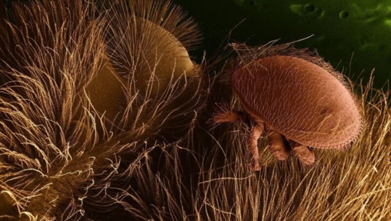 Varroamilbe auf einer Biene im Rasterelektronenmikroskop (Bild: Wikipedia (gemeinfrei))
