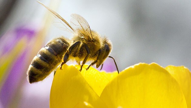 Eine Honigbiene auf einer Blüte (Bild: APA/dpa/Frank Rumpenhorst)