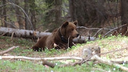 Braunbären sind zuletzt in Verruf geraten - es mehrten sich die Fälle von Zusammenstößen mit dem Menschen. (Bild: Paolo Molinari)