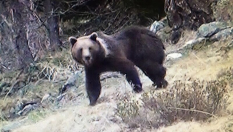 Dieser Bär wurde im Vorjahr zwischen Villach und dem Goldeck mehrfach fotografiert (Bild: Mayerdorfer)