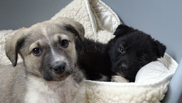 Das sind zwei der herzigen Hundebabys bei "Purzel & Vicky". (Bild: Tierschutzverein "Purzel & Vicky")