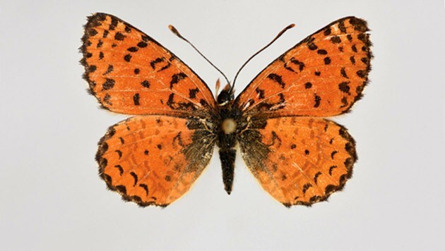 Ein männliches Exemplar der Schmetterlingsart Melitaea acentria (Bild: Comparative Cytogenetics)