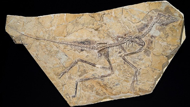 Die versteinerten Überreste eines Archaeopteryx (Bild: Associated Press)