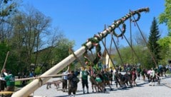 Maibaum-Aufstellen in Helpfau-Uttendorf. (Bild: Manfred Fesl)