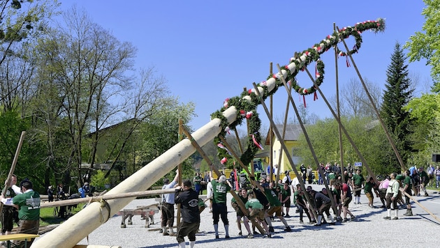 Maibaum-Aufstellen in Helpfau-Uttendorf. (Bild: Manfred Fesl)