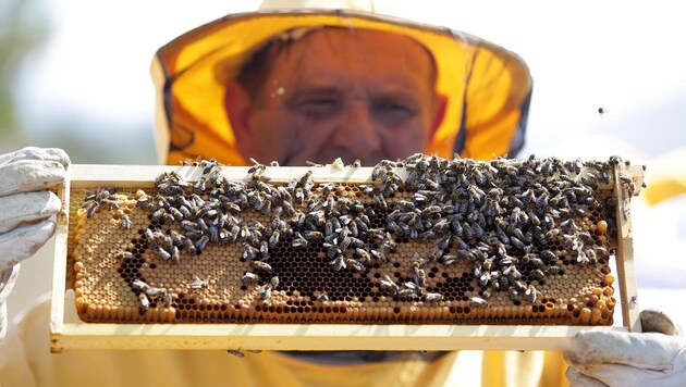 Nach großen Verlusten gibt es jetzt einen Trend zum Schutz der fleißigen Honigsammler (Bild: Expa Pictures)