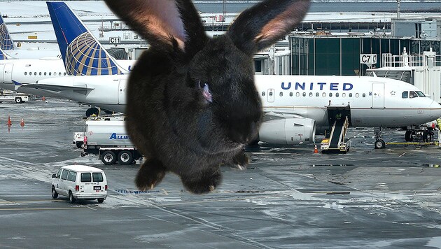 Das riesige Kaninchen "Simon" starb während eines United-Fluges in die USA. (Bild: AP)