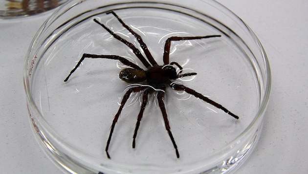 Califorctenus cacachilensis ist der Gigant unter den Spinnen. (Bild: AFP)