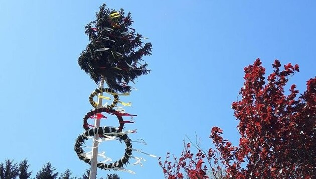 Mit den Farben des Kärntner Landeswappens ist der Baum der Zechgemeinschaft TÖPLITSCH geschmückt. (Bild: Köfeler)