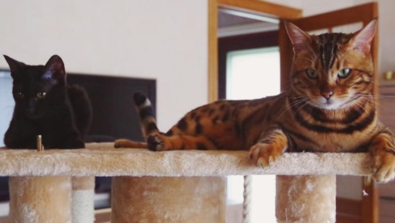 "Thor" und Katzenfreundin "Freya" (Bild: instagram.com/bengalthor)