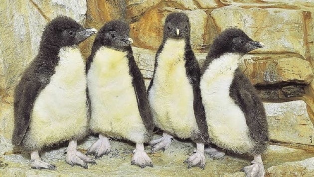 Pinguine bald im Zoo? Nicht vor 2019 wird die Anlage gebaut. (Bild: Markus Tschepp)