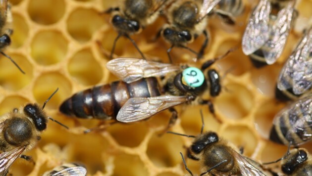 Der Streit um zulässige Bienen-Königinnen geht weiter (Bild: Ingo Schwarz)