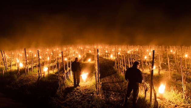 Winegrowers tried to protect this year's harvest from sub-zero temperatures with frost candles. (Bild: APA/KEYSTONE/GIAN EHRENZELLER (Symbolbild))