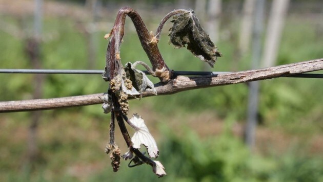 Der südsteirische Wein droht diese Woche erneut abzufrieren (Bild: Sepp Pail)