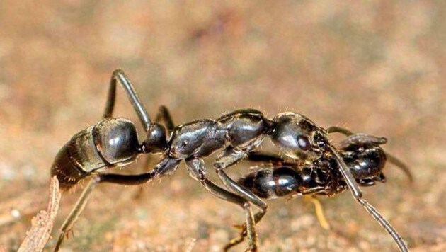 Eine Matabele-Ameise trägt einen verletzten Artgenossen in den Bau. (Bild: Erik T. Frank)
