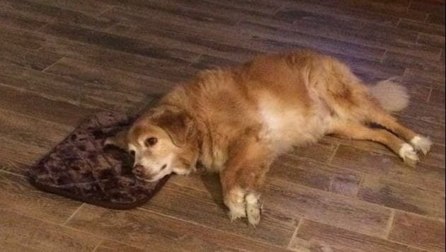 Bett viel zu klein? Dieser Hund ist trotzdem dankbar. (Bild: twitter.com/pae)