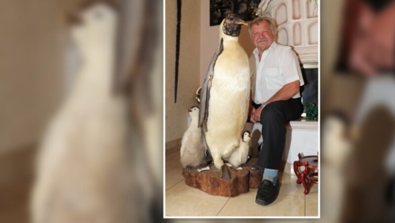 Karl Kaufmann (62): "Diese Pinguine habe ich vom Südpol mitgebracht." (Bild: Sepp Pail)