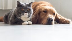 Hund und Katz - die liebsten Haustiere der Österreicher. Dahinter steht auch ein großer Wirtschaftszweig. (Bild: thinkstockphotos.de)