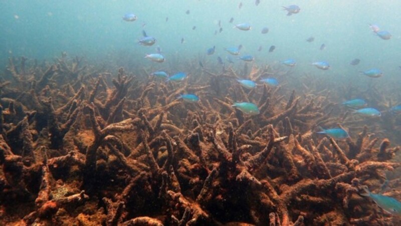 Abgestorbene Hirschgeweihkorallen im nördlichen Teil des Great Barrier Reef (Bild: ARC Centre of Excellence for Coral Reef Studies)