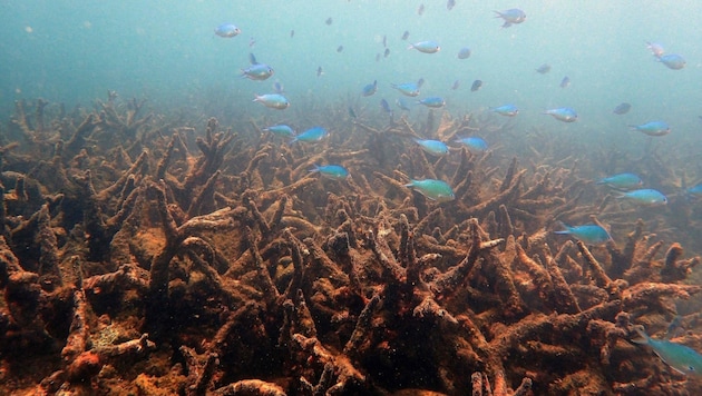 Abgestorbene Hirschgeweihkorallen im nördlichen Teil des Great Barrier Reef (Bild: ARC Centre of Excellence for Coral Reef Studies)