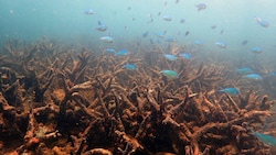 Abgestorbene Hirschgeweihkorallen im nördlichen Teil des Great Barrier Reef (Bild: ARC Centre of Excellence for Coral Reef Studies)