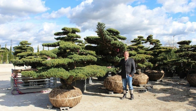 Thomas Ortner inmitten seiner beeindruckenden Bonsai-Bäume (Bild: LuxuryTrees)