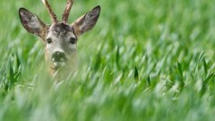 (Bild: APA/dpa-Zentralbild/Patrick Pleul)