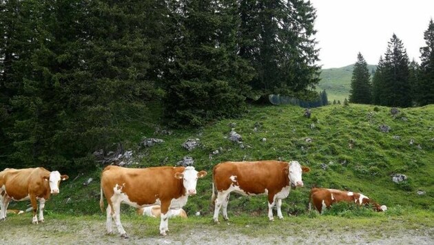 Nicht mehr lange und der Almsommer in Salzburg ist wieder die schönste Jahreszeit. (Bild: Gerhard Schiel)