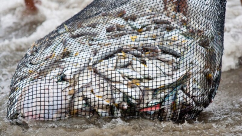 Besonders Frankreich sorgt sich um eine Benachteiligung bei den Fischfangrechten. (Bild: thinkstockphotos.de (Symbolbild))