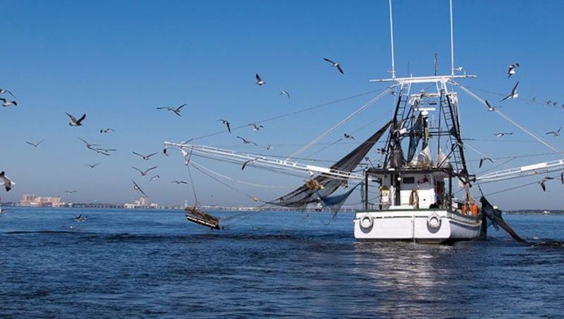 Noch (über)fischen die Fangflotten, was die Meere des Nordens hergeben. Doch ein Einfuhrstopp für den Alaska-Seelachs könnte zu Staberl-Engpässen und damit zur Teuerung der Delikatesse führen. (Bild: thinkstockphotos.de)