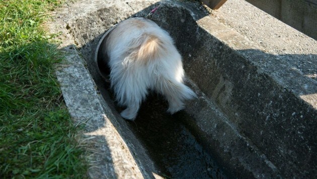 In dieses Wasserrohr war der Hund gekrochen und schließlich stecken geblieben. (Bild: FF LANDSHAAG/PHILLIP PROKESCH)