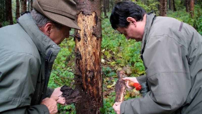 Um einen Käferbefall rechtzeitig zu erkennen, muss der Wald ständig kontrolliert werden. (Bild: Hannes Wallner)